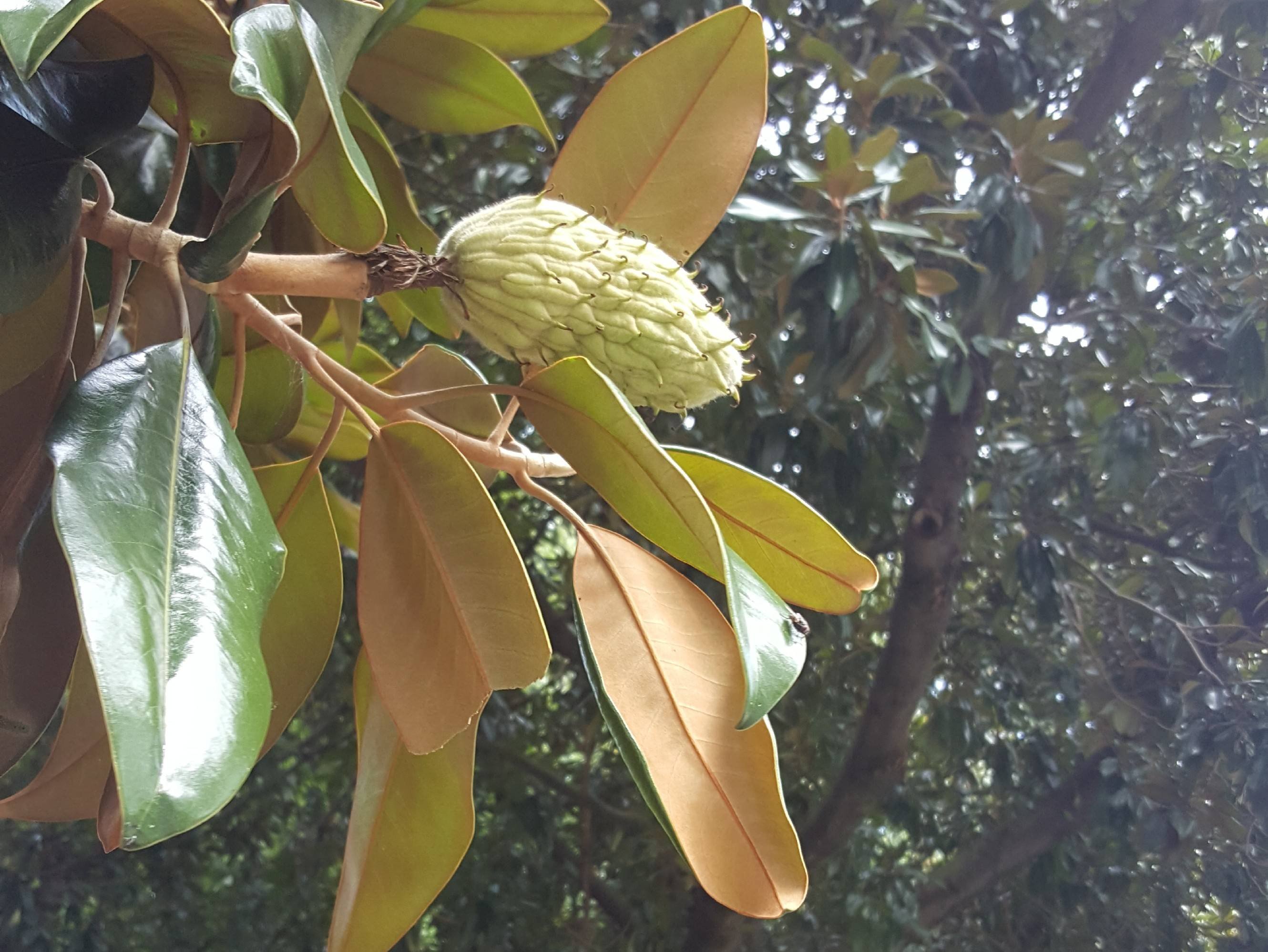 pod and leaves